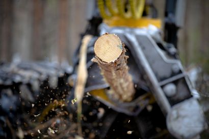 Puukauppa kävi viime vuonna vilkkaana – metsäveroilmoituksen jättöaika lähestyy