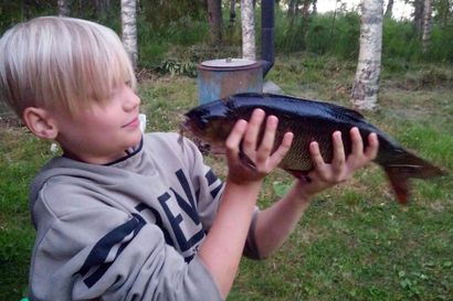 "Katottiin alkuun, että se on iso ahven" – kymmenvuotias Miro Suojärvi virvelöi Anetjärvestä lähes kolmen kilon säynävän