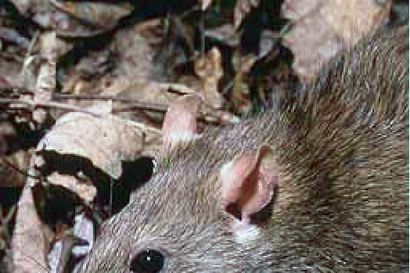 Rottia liikkeellä Raahessa – ei kuitenkaan iso invaasio