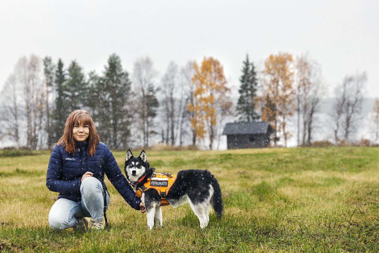 Vakavasti kaltoinkohdeltu Vappu-koira murisi ja pelkäsi saapuessaan  sijaiskotiin Sodankylään – Viivi Saveliuksen hoivassa koira oppi luottamaan  taas ihmisiin | Lapin Kansa