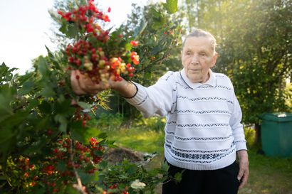 "Tulin kotiin ja aloin oksia sahaamaan, pelastamaan kukkasia puun alta" – taivalkoskelainen Marjatta Hannula on 92-vuotias kappale vanhan kansan teräsrunkoa
