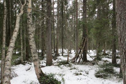 Luonnonsuojeluliitto haluaa säästää luonnontilaisen metsän liikerakentamiselta Ritaharjussa, paikalle tulossa Biltema – "Vähän ihmetyttää, että miksi se tontti on tarjottu"