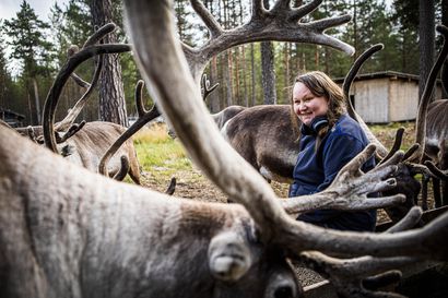 Anne Ollila on porotalouden suorasukainen keulakuva – "Pohjoisessa ei ole tilaa kaikille"
