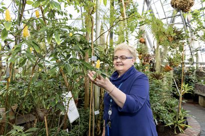 Oulun kasvitieteellisessä puutarhassa kukkii keskellä talvea – "Kannattaa tulla valohoitoon ja korvata ulkomaanmatka tällä"