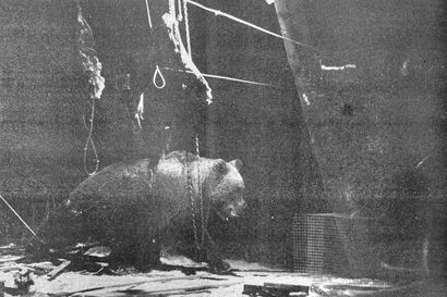 Vuonna 1993: Liikasen karhun ahneus kostautui kolmantena yönä – liiteriin kaksi kertaa murtautunut karhu kompastui omaan nokkeluuteensa
