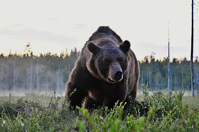 Kuusamossa kaadettu neljä karhua – naaraskarhut kaadettu itärajan tuntumassa