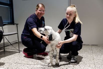 Kun lemmikki on kuolemanvaarassa, omistaja voi olla shokissa tuodessaan sen klinikalle – Oululaiset eläinhoitajat Hannele ja Anne osaavat pitää pään kylmänä joka tilanteessa