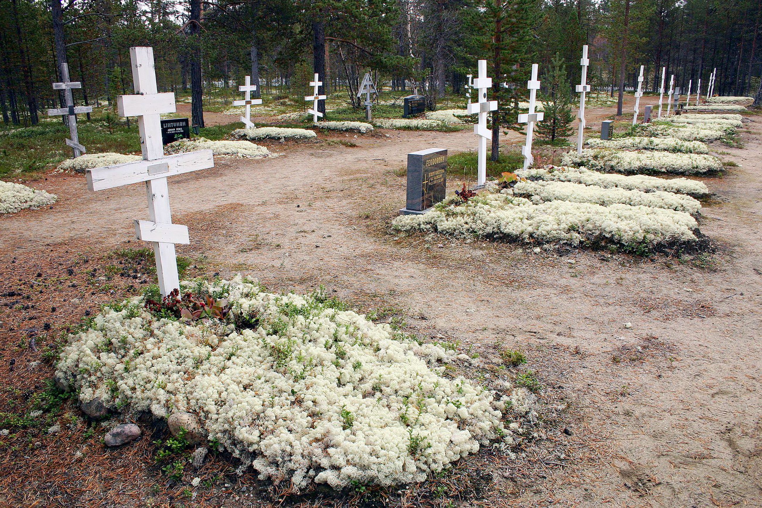 Nälkäiset porot kaivoivat jäkälät haudoilta – Porot mylläsivät Suomen  kauneimmaksi kehutun hautausmaan Sevettijärvellä | Kaleva