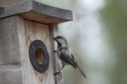BirdLife huolissaan: Linnut vähenevät luontokadon edetessä