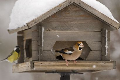 Lintujen kevätmuutto on nyt kiivaassa vaiheessa – katso lukijoiden kuvat kevään linnuista ja lähetä oma kuvasi!