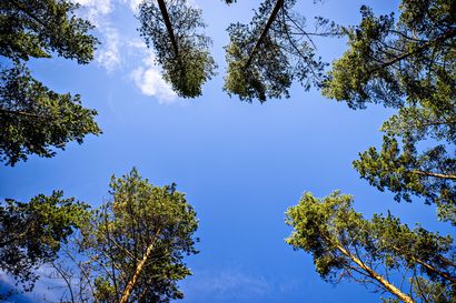 Maailman ilmatieteen järjestön pääsihteeri Taalas hallitusneuvottelijoille: Metsiä ja maataloutta tarkasteltava muutoinkin kuin ilmaston kannalta