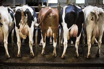 Tuotantoeläinten hyvinvointiin ja terveydenhoitoon panostetaan tiloilla yhä enemmän –"Hyvinvoiva lehmä takaa hyvän tuotoksen", muistuttaa Mikko