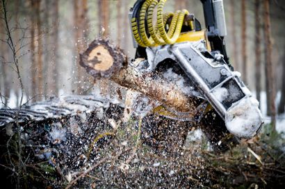 Puun vienti Suomesta ulkomaille kasvoi – metsätuhoista menetyksiä