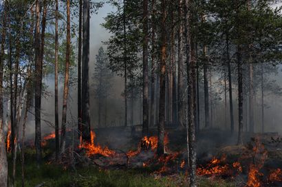 Savu nousee pian Syötteen kansallispuistosta – metsää ennallistetaan polttamalla