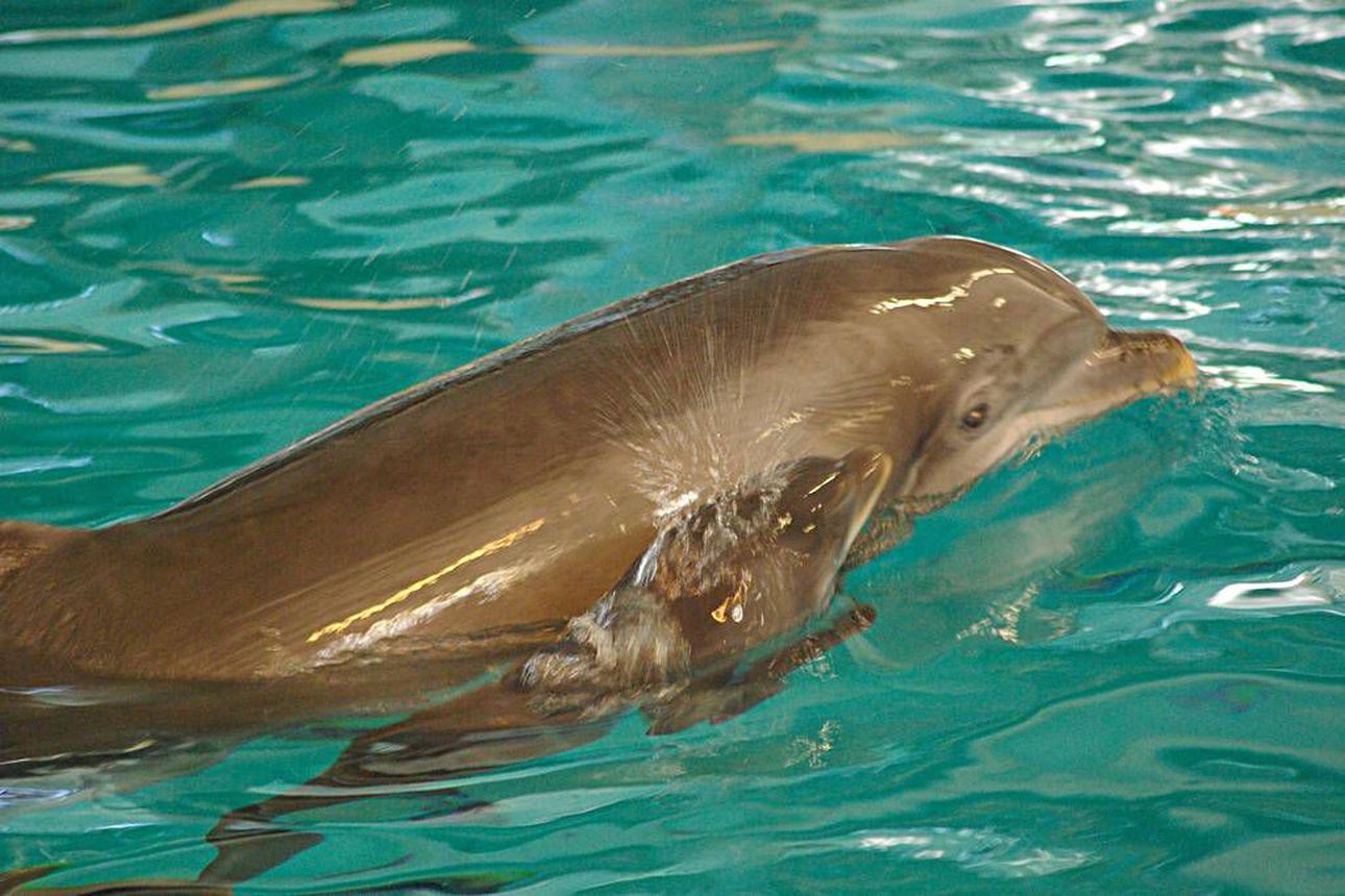 Särkänniemen Veera-delfiini sai poikasen | Kaleva