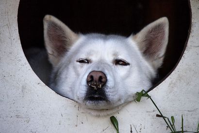 Kestävän matkailun edistämispalkinto Oulunsaloon – Loihakassa koirat syövät paikallista ruokaa ja nukkuvat lähipellolta kerätyllä olkipedillä
