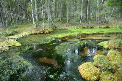 Viinivaara vaatii käsittelyn valtioneuvostossa – Varsinais-Suomen Ely-keskus tyrmäsi Oulun Veden pohjavesihankkeet