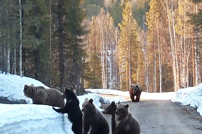 Anne kohtasi kuusi karhua kerralla Kuusamossa – sai vangittua tilanteen valokuvaan: "Katselimme niiden menoa, melkoinen tuhina sieltä kuului"