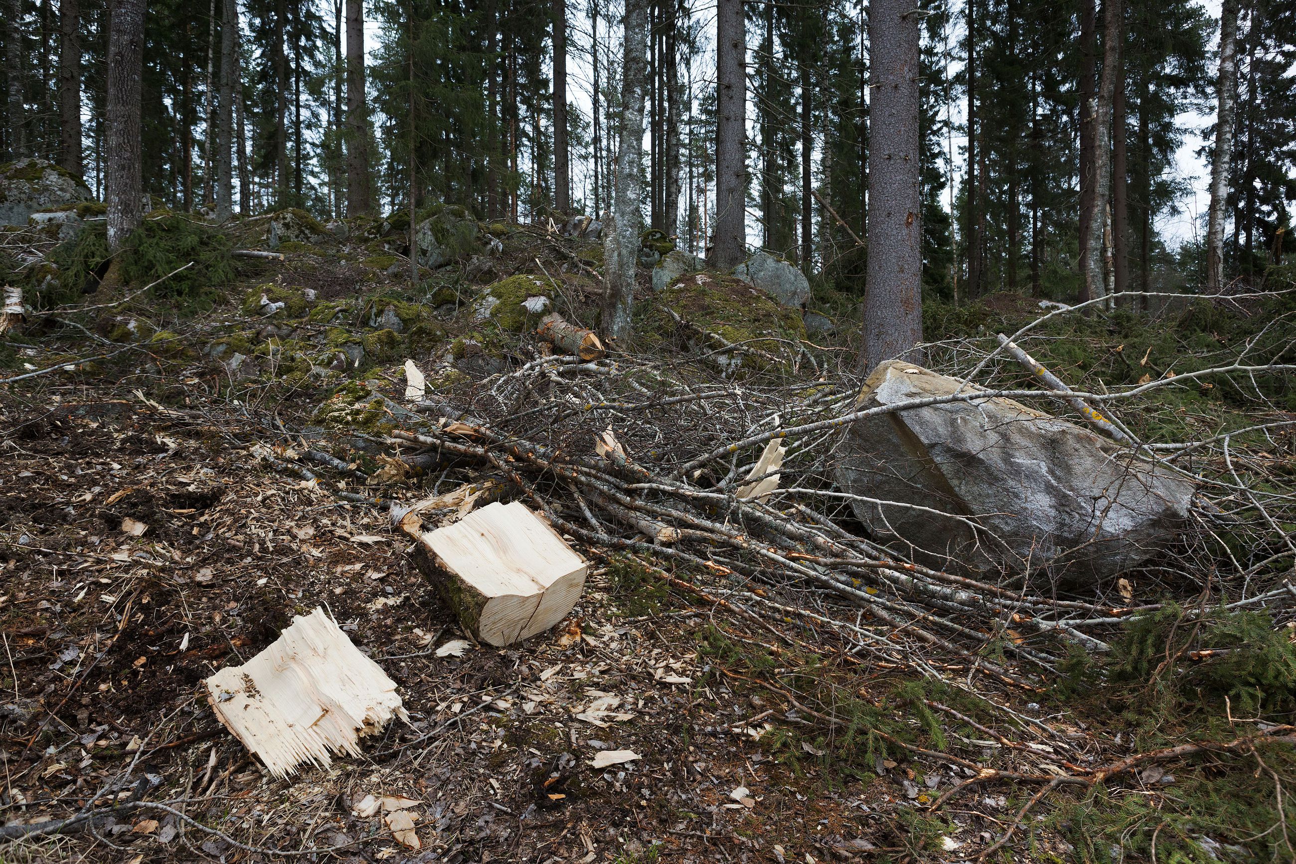 Riittääkö Suomen metsissä puu Metsä Groupin suurhankkeisiin? – 