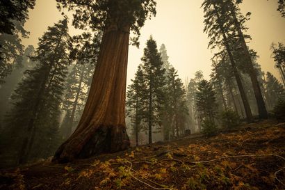 Kalifornian jättiläispuut vetävät puoleensa myös vääränlaista ja vaarallista turismia – "Ihmiset osaavat olla idiootteja"