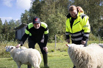 Kurikan lammastilalle  Maistuva maaseutu -palkinto – Sari ja Marko Kurikka: "Eihän tätä osannut yhtään odottaa."
