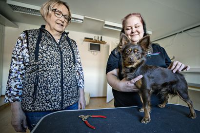 Koirille suunnatut päivähoitopalvelut lisääntyneet myös Oulussa – "Osa tarvitsee seuraa enemmän, osa vähemmän"