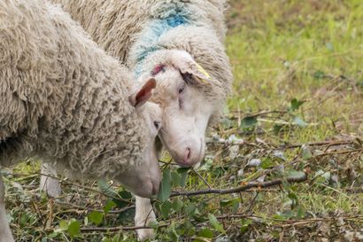 Vihiluodon lammaslaitumella on kaikki hyvin, mutta jedilampaan katoaminen askarruttaa kyläläisiä edelleen