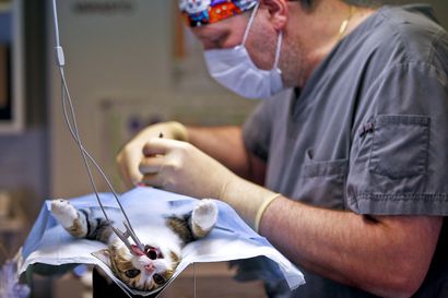 Korona-ajan lemmikit johtaneet eläinlääkäripalveluiden ruuhkiin – Oulun kaupungin palveluissa jonot kasvavat kesäisin etenkin kiireettömissä hammashoidon palveluissa