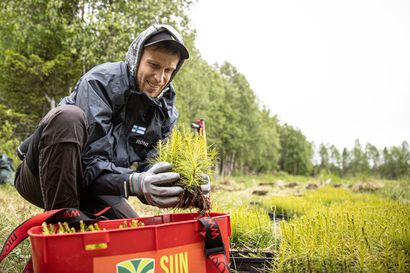Suosikkitubettaja Roni Bäck polki pyörällä Helsingistä Posiolle ja istutti yli 1700 männyn taimea Käylään: "Oikeastaan jokaisena päivänä tuli vettä paitsi viimeisenä reissupäivänä"