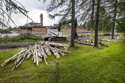 Oulun Heinäpäässä kaadettiin lintujen pesimäaikana puita Kembaanan tieltä, ja asukkaat närkästyivät – kaupungin ja ely-keskuksen mukaan puiden kaataminen oli asianmukaista