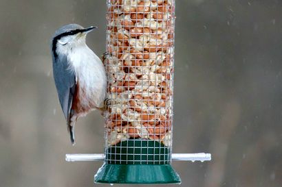 Vipinää pihalle lintujen ruokinnalla – Nyt on aika virittää tarjoilut kohdalleen