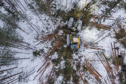 Sanginjoella puuta kaatuu nyt kahdessa vuorossa, kun metsä palautetaan suoksi – Näin Oulun kupeeseen syntyy "ennallistamisen näyteikkuna"