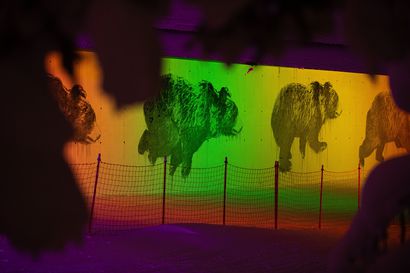 Karhut laukkaavat reggae-väreissä – katso kuvat Rukan valofestivaaleilta