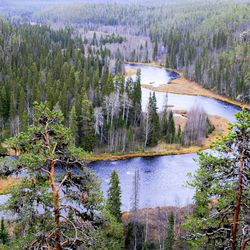 Metsähallitus suunnittelee poistavansa kolme laavua Oulangan kansallispuistosta, koska niiden huolto on hengenvaarallista – Paikalliset ehdottavat tilalle yhtä uutta laavua Kitkajoen varrelle