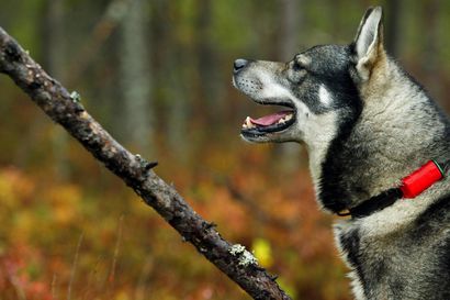 Metsästyskoirat aiheuttaneet useita rajatapahtumia Lapissa – tapauksia toistakymmentä, joista seitsemässä koira on mennyt rajan yli Venäjälle