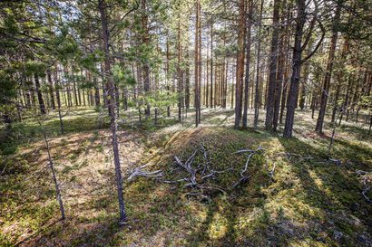 Rovaniemen kaupunki omistaa runsaasti nuorta metsää, jota se hakkaa maltillisesti – yhden tai useamman suojelualueen perustaminen on harkinnassa