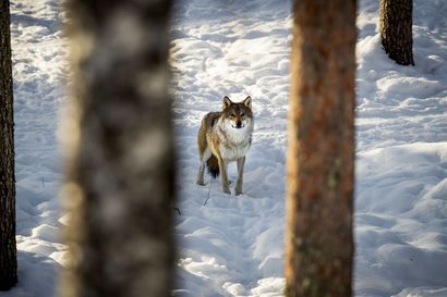 Luonnonsuojelujärjestöt haluavat metsästyslakiin oman pykälän koirasusille – koiran ja suden risteymät aiheuttavat riskin Suomen susikannalle