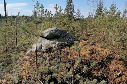 Raahen kaupunki teki 11 hehtaaria aukkoa metsään mutta onko se välttämätöntä, kysyvät kuntalaisaloitteen tekijät