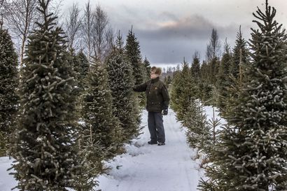 Joulukuusien myynti käy nyt Oulun seudulla kiivaimmillaan – koronan vaikutukset näkyvät kuusien myynnissä myös tänä vuonna