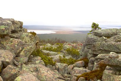 Sompion luonnonpuistoon rajautuva aarniometsä suojeltiin Sodankylässä