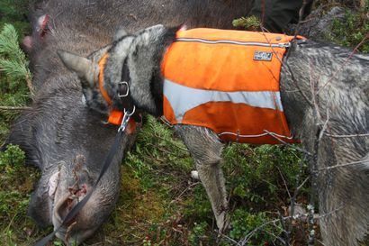Kainuun rajavartiolaitos valvoo tehostetusti hirvenmetsästystä Kainuussa ja Koillismaalla – metsästyskoiria ei pidä päästää irti rajavyöhykkeen tuntumassa