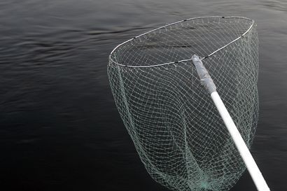 Rajajokikomissio: kalastajien ja asiantuntijoiden syytä pohtia Tornionjoen vaellussiian kohtaloa ja tarpeita pidemmälle rauhoitukselle