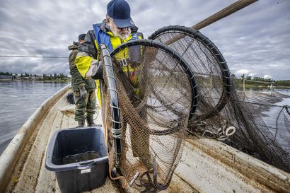 Heikki ja Jari Viinamäki pyytävät erikoista ympyräsuista kalaa, "maailman parasta herkkua" – Kalastajista Iijoen surkea nahkiaissaalis liittyy sähköntuotantoon