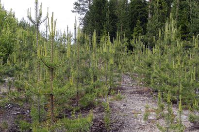 Nyt perustamaan vähintään puolen hehtaarin metsiä – joutoalueiden metsistystuen haku avautui