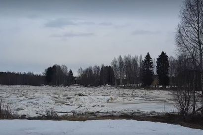 Tilanne on vakaa Alakylän jääpadolla – katso lukijan komea video Kiiminkijoen jäiden purkautumisesta