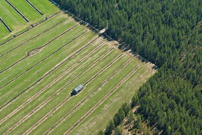 Töitä Suomesta auttaa maaseudun työvoima-pulassa - koronakriisin aiheuttamat kausityövoimaongelmat korostavat maaseutuelinkeinoja tuntevan toimijan tarvetta