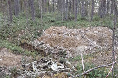 Petteri Tolppanen törmäsi metsässä hautamonttuihin ja niiden vierellä lojuviin hevosen luihin  – Kuka kaivoi haudat auki Pelkosenniemen Vasaniemellä?