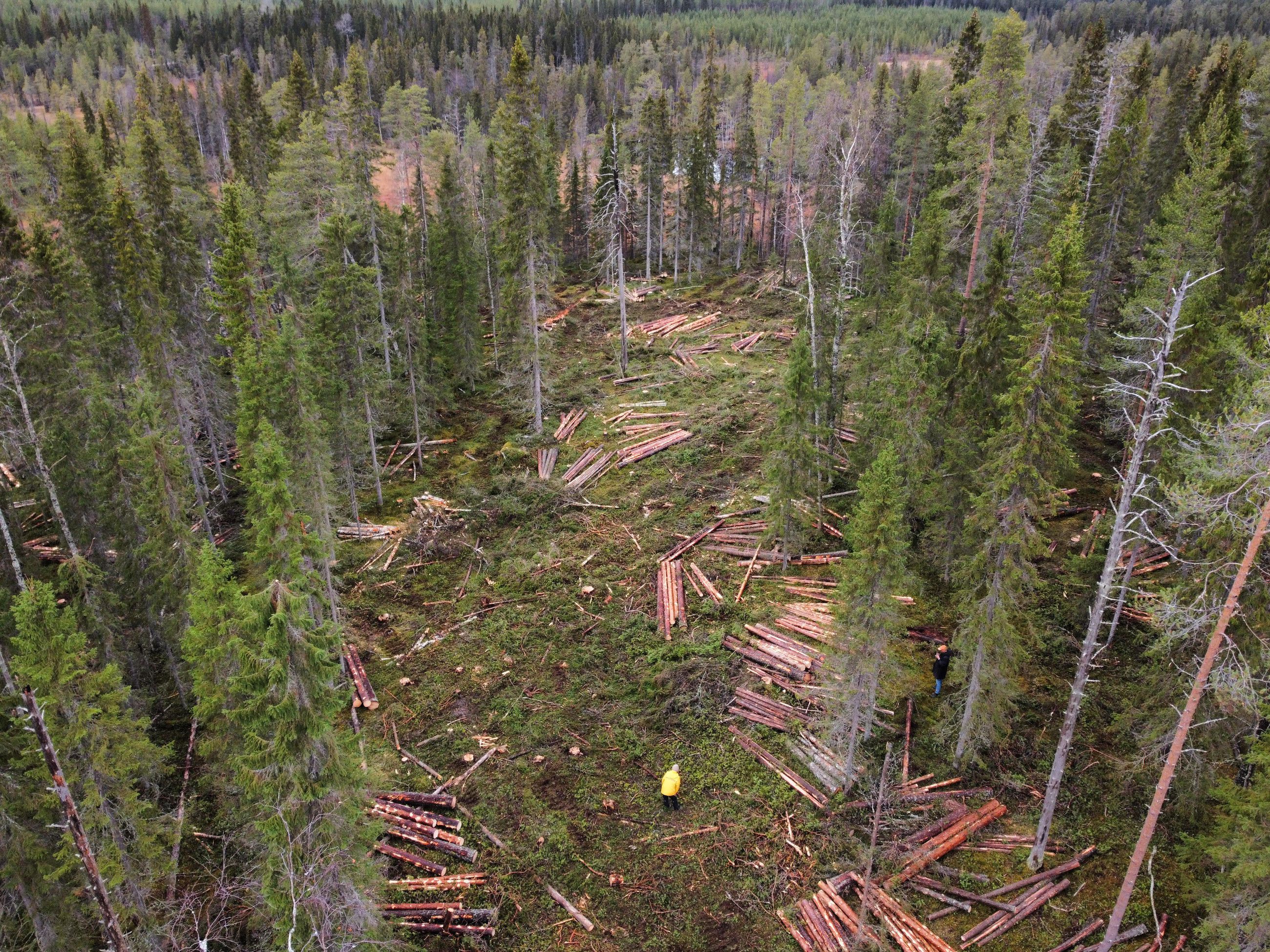 Maanantaina aloitetut hakkuut on keskeytetty Suomussalmella – paikalla on  ympäristöjärjestö Greenpeace, metsien suojeluarvojen kartoittajia ja  Elokapinan metsäaktivisteja | Kaleva