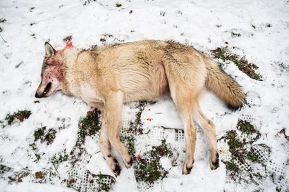 Sudet ovat tappaneet poromiesten mukaan Kuusamossa kesästä lähtien yli 60 poroa – "Keskiviikkona saatiin yksi susi kaadettua, kaatolupia haetaan lisää"