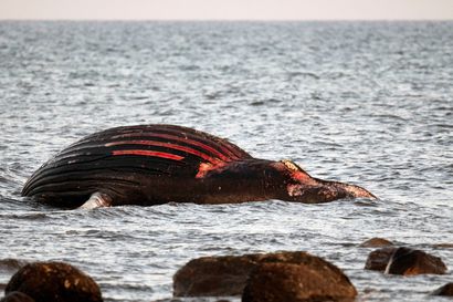 Ruotsalaisia varoitetaan menemästä lähelle Itämerellä kuollutta valasta, jonka pelätään räjähtävän